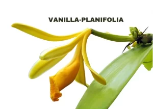VANILLA -PLANTIFOLIA