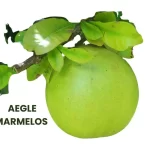 AEGLE MARMELOS
