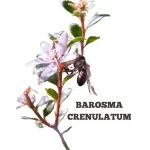 BAROSMA CRENULATUM