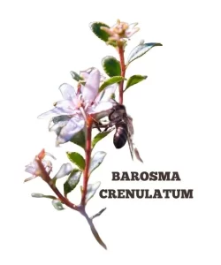 BAROSMA CRENULATUM