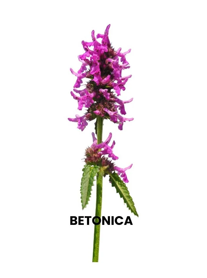 BETONICA