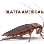 BLATTA AMERICANA