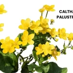 CALTHA PALUSTRIS