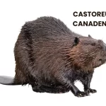 CASTOREUM CANADENS