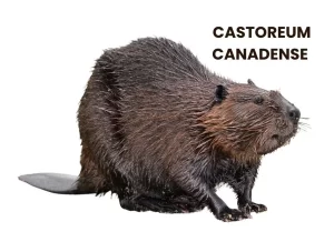 CASTOREUM CANADENS