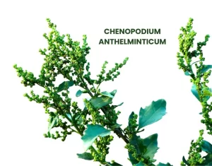 CHENOPODIUM ANTHELMINTICUM