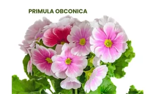 PRIMULA OBCONICA