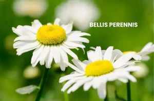 BELLIS PERENNIS
