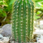 CACTUS GRANDIFLORUS