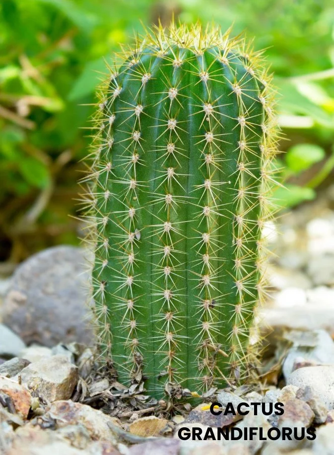 CACTUS GRANDIFLORUS