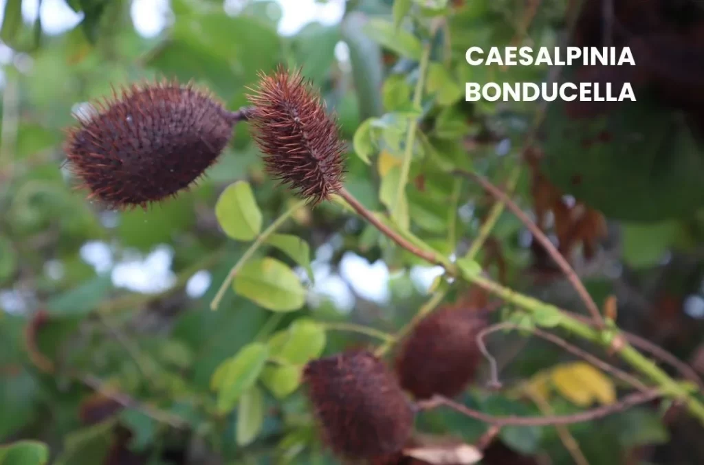 CAESALPINIA BONDUCELLA