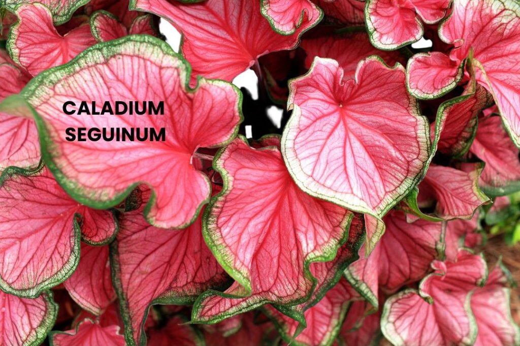 CALADIUM SEGUINUM