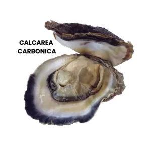 CALCAREA CARBONICA