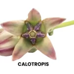 CALOTROPIS