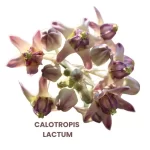 CALOTROPIS LACTUM