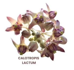 CALOTROPIS LACTUM