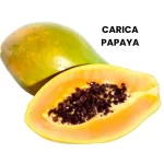 CARICA PAPAYA