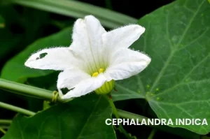 CEPHALANDRA INDICA