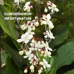 CLERODENDRON INFORTUNATUM