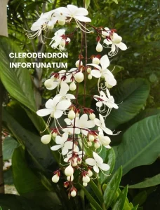 CLERODENDRON INFORTUNATUM