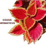 COLEUS AROMATICUS