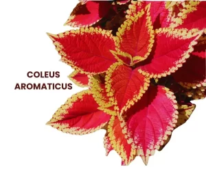 COLEUS AROMATICUS