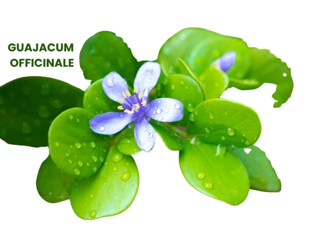 GUAJACUM OFFICINALE