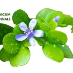 GUAJCUM OFFICINALE