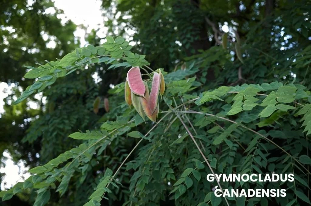 GYMNOCLADUS CANADENSIS