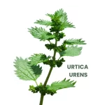 URTICA URENS