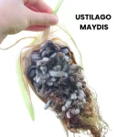 USTILAGO MAYDIS
