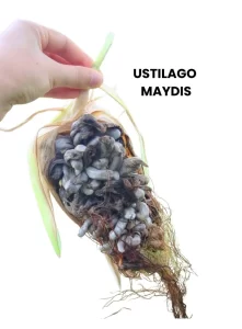 USTILAGO MAYDIS