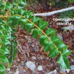 COMOCLADIA DENTATA