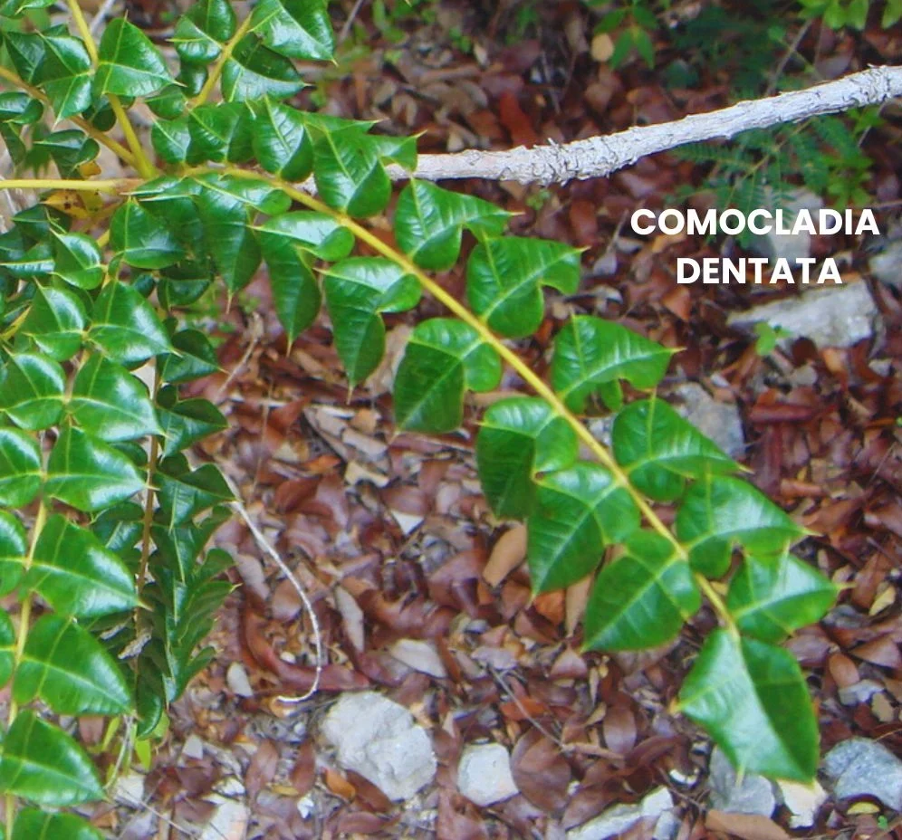 COMOCLADIA DENTATA