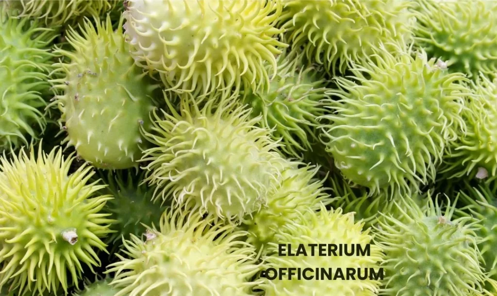 ELATERIUM OFFICINARUM