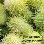 ELATERIUM OFFICINARUM