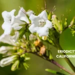 ERIODICTYON CALIFORNICUM