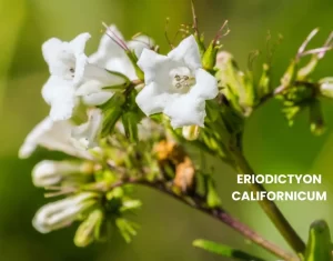 ERIODICTYON CALIFORNICUM