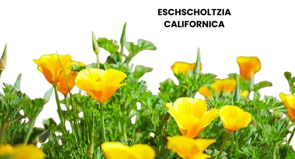 ESCHSCHOLTZIA CALIFORNICA