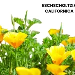 ESCHSCHOLTZIA CALIFORNICA