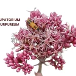 EUPATORIUN PURPUREUM