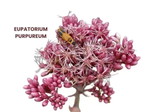 EUPATORIUN PURPUREUM