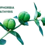 EUPHORBIA LATHYRIS