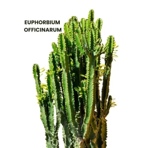 EUPHORBINUM OFFICINARUM