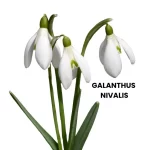 GALANTHUS NIVALIS