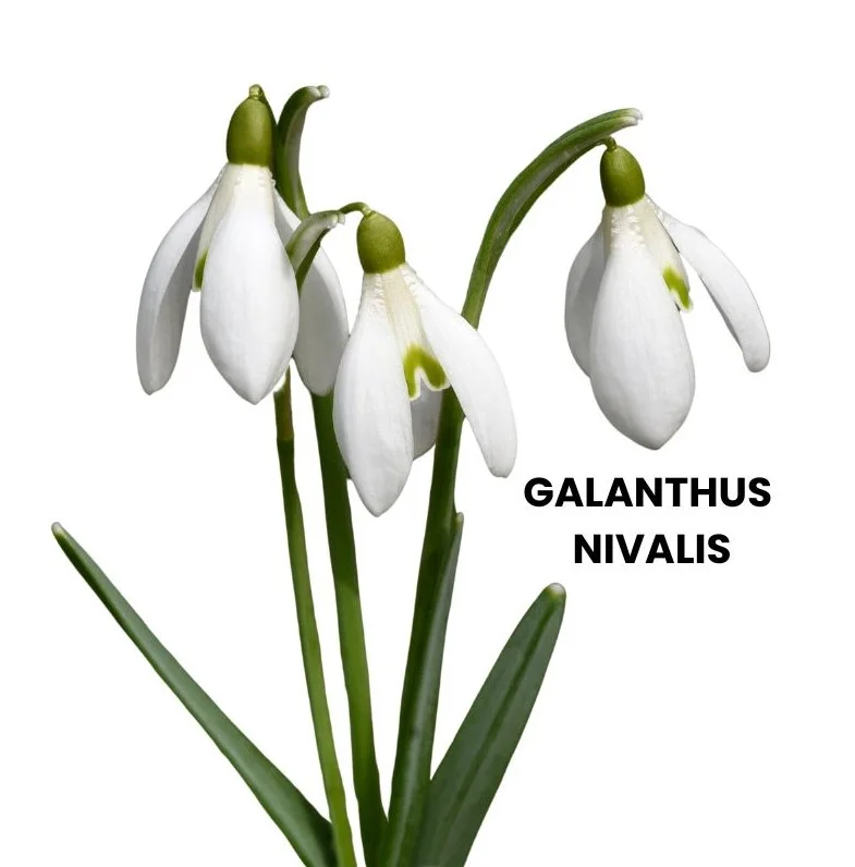 GALANTHUS NIVALIS