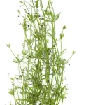 GALIUM APARINE