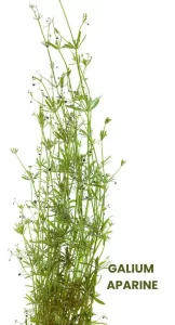 GALIUM APARINE