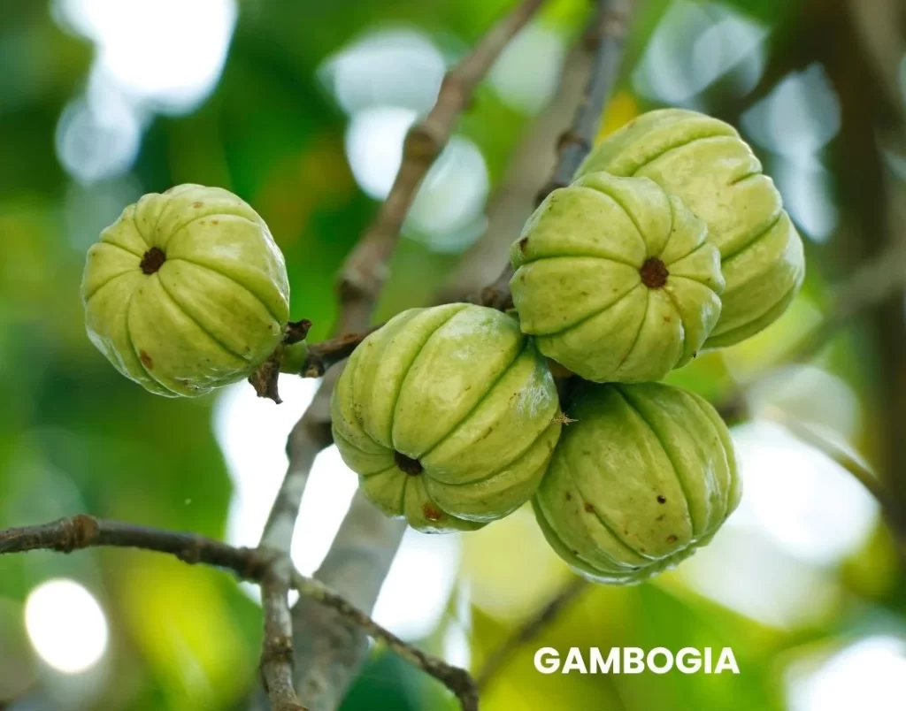 GAMBOGIA