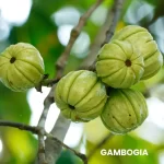 GAMBOGIA